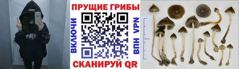 Галлюциногенные грибы мухоморы  Купить где  Кадников 